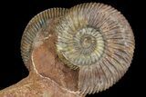 Pair of Parkinsonia Ammonites on Rock - Germany #92451-5